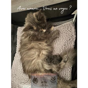 chaton Maine coon Aphrodite de la Forêt de Puivert Elevage de la Forêt de Puivert