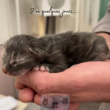 chaton Maine coon Aphrodite de la Forêt de Puivert Elevage de la Forêt de Puivert