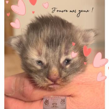 chaton Maine coon Aphrodite de la Forêt de Puivert Elevage de la Forêt de Puivert