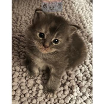chaton Maine coon Aphrodite de la Forêt de Puivert Elevage de la Forêt de Puivert