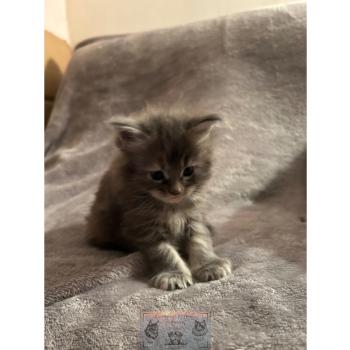chaton Maine coon Aphrodite de la Forêt de Puivert Elevage de la Forêt de Puivert