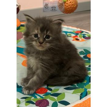 chaton Maine coon Aphrodite de la Forêt de Puivert Elevage de la Forêt de Puivert