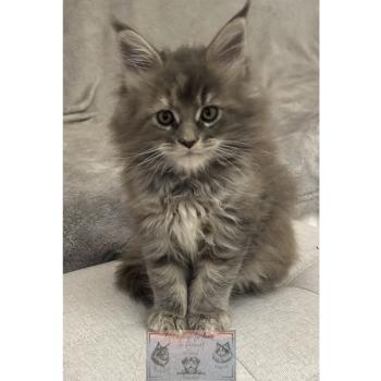 chaton Maine coon Aphrodite de la Forêt de Puivert Elevage de la Forêt de Puivert