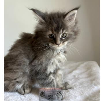 chaton Maine coon Aphrodite de la Forêt de Puivert Elevage de la Forêt de Puivert