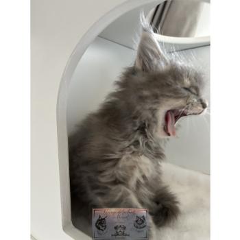 chaton Maine coon Aphrodite de la Forêt de Puivert Elevage de la Forêt de Puivert