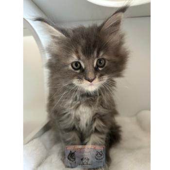 chaton Maine coon Aphrodite de la Forêt de Puivert Elevage de la Forêt de Puivert