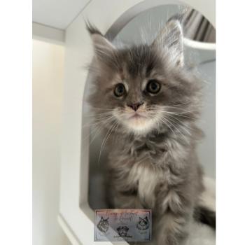 chaton Maine coon Aphrodite de la Forêt de Puivert Elevage de la Forêt de Puivert