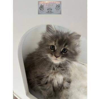 chaton Maine coon Aphrodite de la Forêt de Puivert Elevage de la Forêt de Puivert