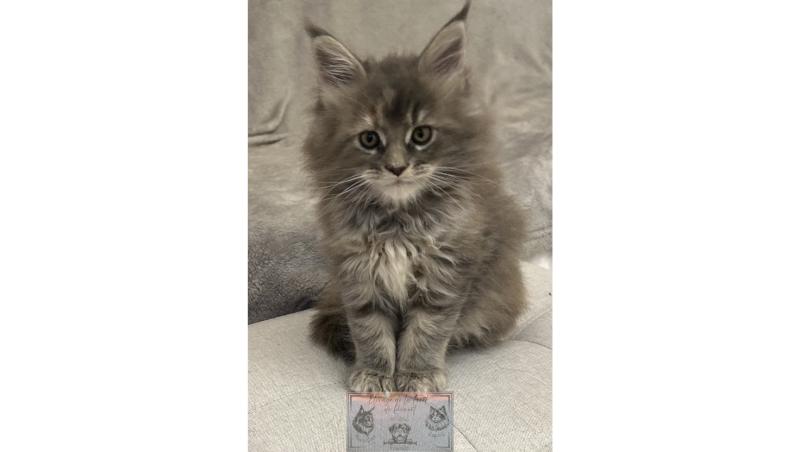 Aphrodite de la Forêt de Puivert Femelle Maine coon