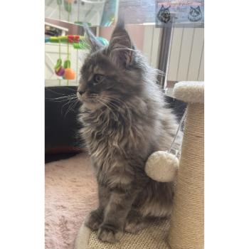 chaton Maine coon blue tortie blotched tabby Aphrodite de la Forêt de Puivert Elevage de la Forêt de Puivert