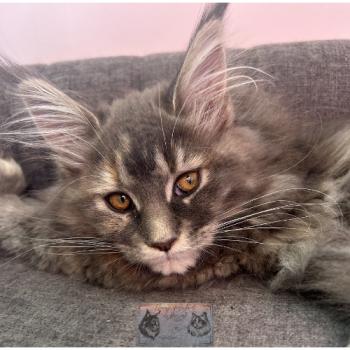 chaton Maine coon blue tortie blotched tabby Aphrodite de la Forêt de Puivert Elevage de la Forêt de Puivert