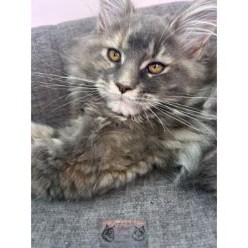 chaton Maine coon blue tortie blotched tabby Aphrodite de la Forêt de Puivert Elevage de la Forêt de Puivert