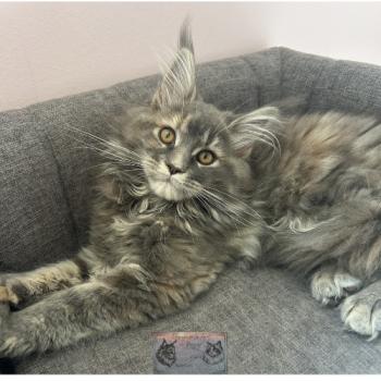chaton Maine coon blue tortie blotched tabby Aphrodite de la Forêt de Puivert Elevage de la Forêt de Puivert