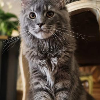 chaton Maine coon blue tortie blotched tabby Aphrodite de la Forêt de Puivert Elevage de la Forêt de Puivert
