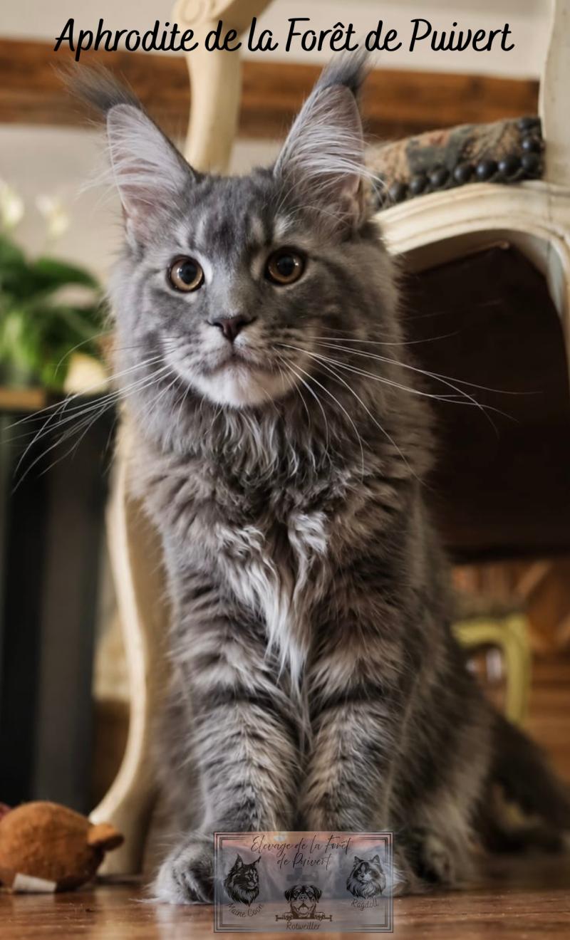 Aphrodite de la Forêt de Puivert Femelle Maine coon