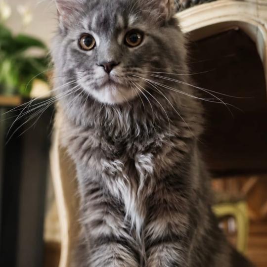 Aphrodite de la Forêt de Puivert Femelle Maine coon