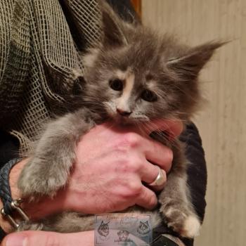 chat Maine coon blue tortie Théia Elevage de la Forêt de Puivert