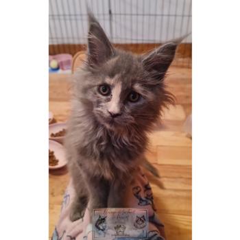 chat Maine coon blue tortie Théia Elevage de la Forêt de Puivert