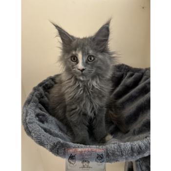 chat Maine coon blue tortie Théia Elevage de la Forêt de Puivert