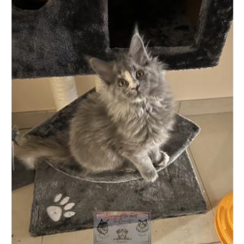chat Maine coon blue tortie Théia Elevage de la Forêt de Puivert