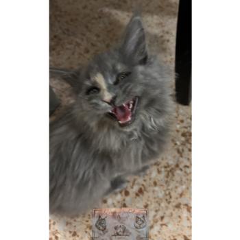 chat Maine coon blue tortie Théia Elevage de la Forêt de Puivert