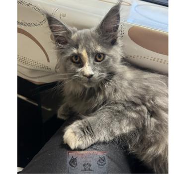 chat Maine coon blue tortie Théia Elevage de la Forêt de Puivert