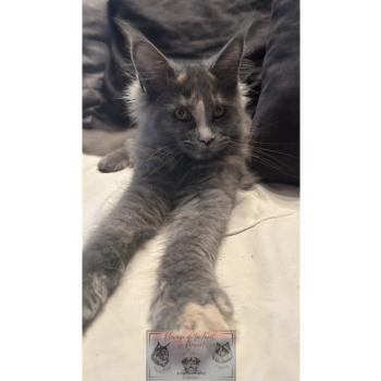 chat Maine coon blue tortie Théia Elevage de la Forêt de Puivert