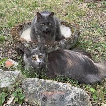 chat Maine coon blue tortie Théia Elevage de la Forêt de Puivert