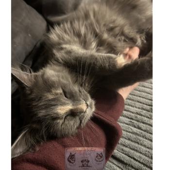 chat Maine coon blue tortie Théia Elevage de la Forêt de Puivert