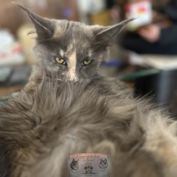 chat Maine coon blue tortie Théia Elevage de la Forêt de Puivert