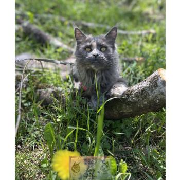 chat Maine coon blue tortie Théia Elevage de la Forêt de Puivert