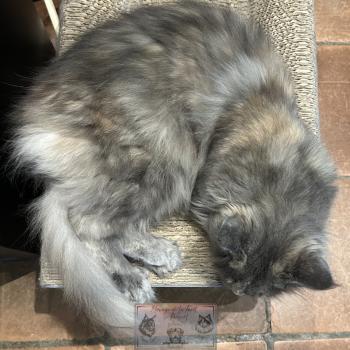 chat Maine coon blue tortie Théia Elevage de la Forêt de Puivert