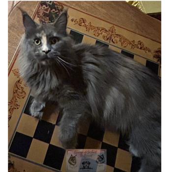 chat Maine coon blue tortie Théia Elevage de la Forêt de Puivert