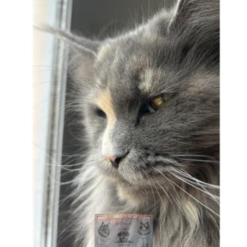 chat Maine coon blue tortie Théia Elevage de la Forêt de Puivert
