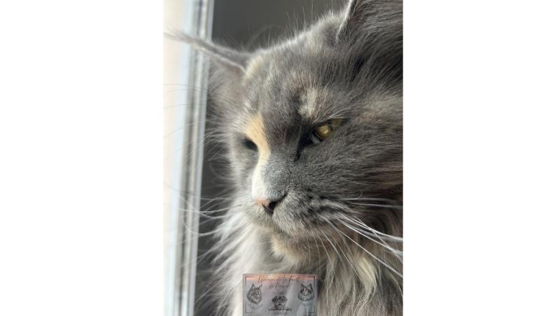 Théia de Laf 222641 Femelle Maine coon