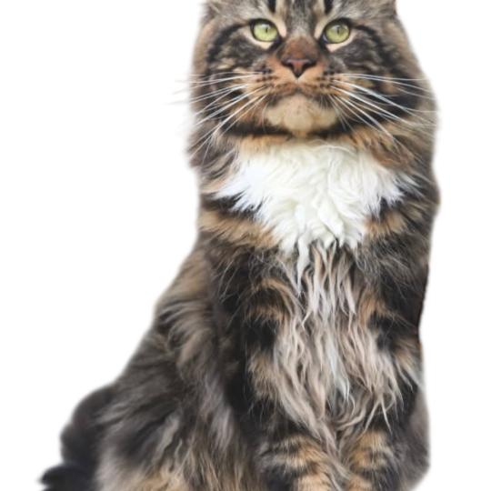 Uki Mâle Maine coon