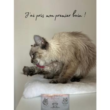 chat Ragdoll Athéna du cocoon des Ragdoll Elevage de la Forêt de Puivert