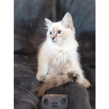 chat Ragdoll Athéna du cocoon des Ragdoll Elevage de la Forêt de Puivert