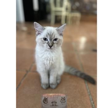 chat Ragdoll Athéna du cocoon des Ragdoll Elevage de la Forêt de Puivert