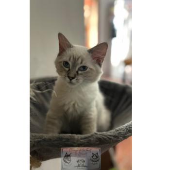 chat Ragdoll Athéna du cocoon des Ragdoll Elevage de la Forêt de Puivert