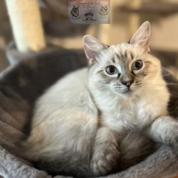 chat Ragdoll Athéna du cocoon des Ragdoll Elevage de la Forêt de Puivert