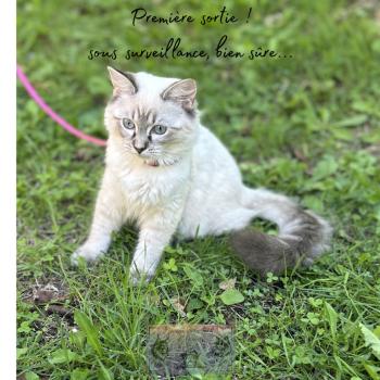 chat Ragdoll Athéna du cocoon des Ragdoll Elevage de la Forêt de Puivert