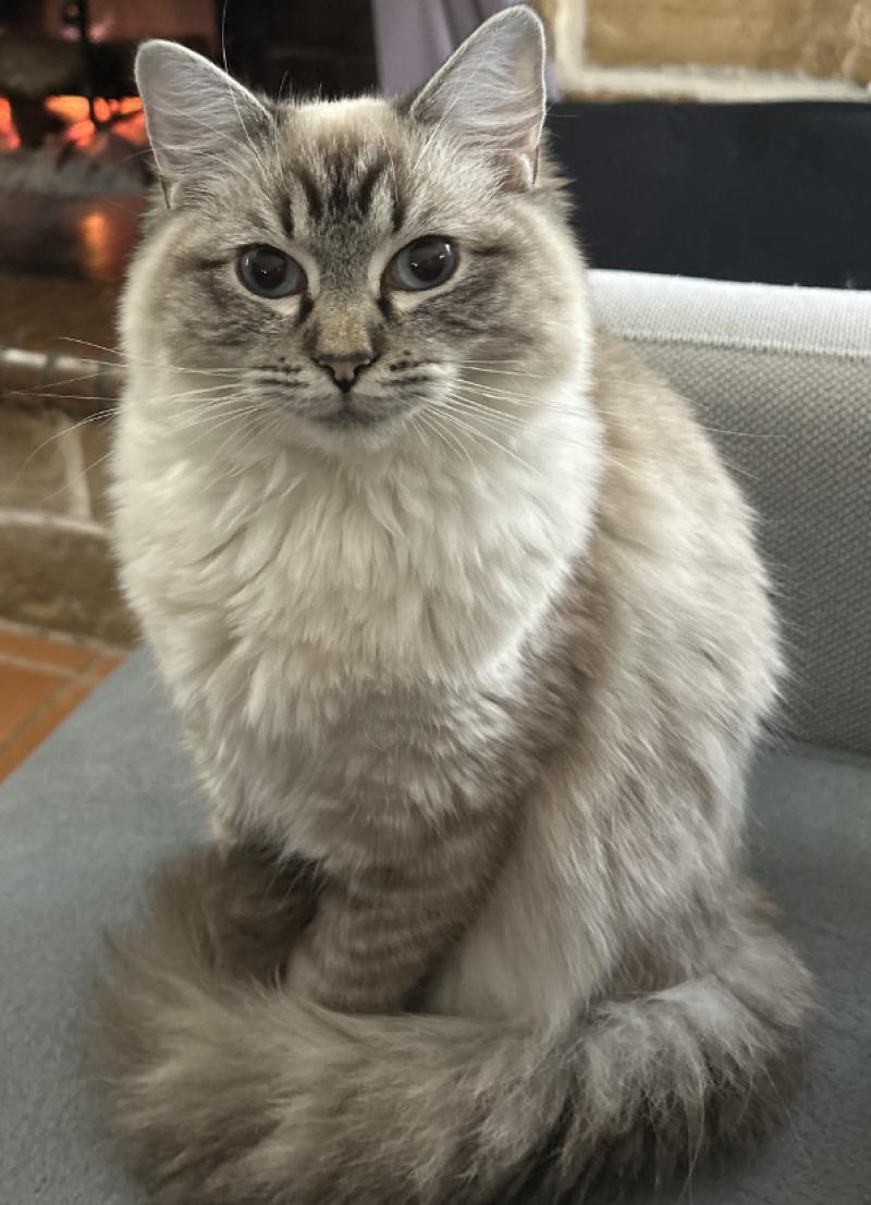 Athéna du cocoon des Ragdoll Femelle Ragdoll