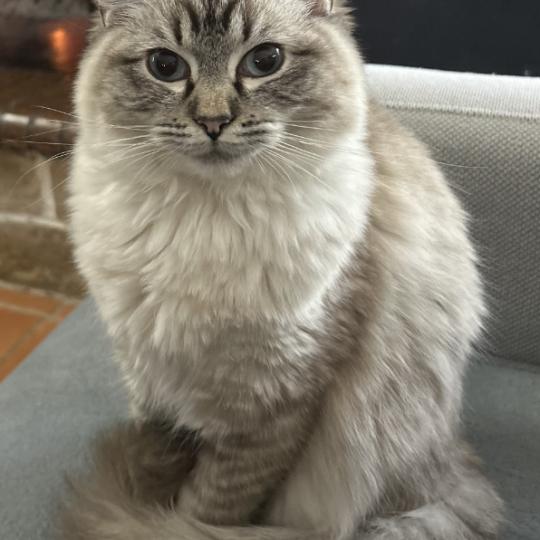 Athéna du cocoon des Ragdoll Femelle Ragdoll